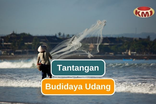 Ketahui Tantangan dalam Budidaya Udang